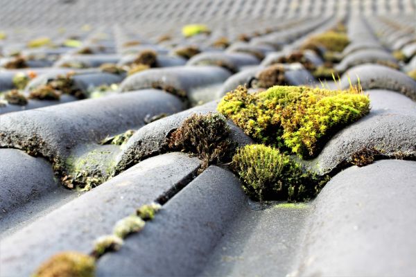 Roof Cleaning Puyallup WA, Roof Cleaning Bonney Lake WA, Roof Cleaning Lake Tapps WA, Roof Cleaning Auburn WA, Roof Cleaning Kent WA, Roof Cleaning Covington WA, Roof Cleaning Maple Valley WA, Roof Cleaning Des Moines WA, Roof Cleaning Normandy Park WA, Roof Cleaning Burien WA, Roof Cleaning Renton WA, Roof Cleaning Newcastle WA, Roof Cleaning West Seattle WA, Roof Cleaning Seattle WA, Roof Cleaning Mercer Island WA, Roof Cleaning Issaquah WA, Roof Cleaning Sammamish WA, Roof Cleaning Bellevue WA, Roof Cleaning Medina WA, Roof Cleaning Clyde Hill WA, Roof Cleaning Hunts Point WA, Roof Cleaning Redmond WA, Roof Cleaning Kirkland WA, Roof Cleaning Bothell WA, Roof Cleaning Ballard WA, Roof Cleaning Black Diamond WA,